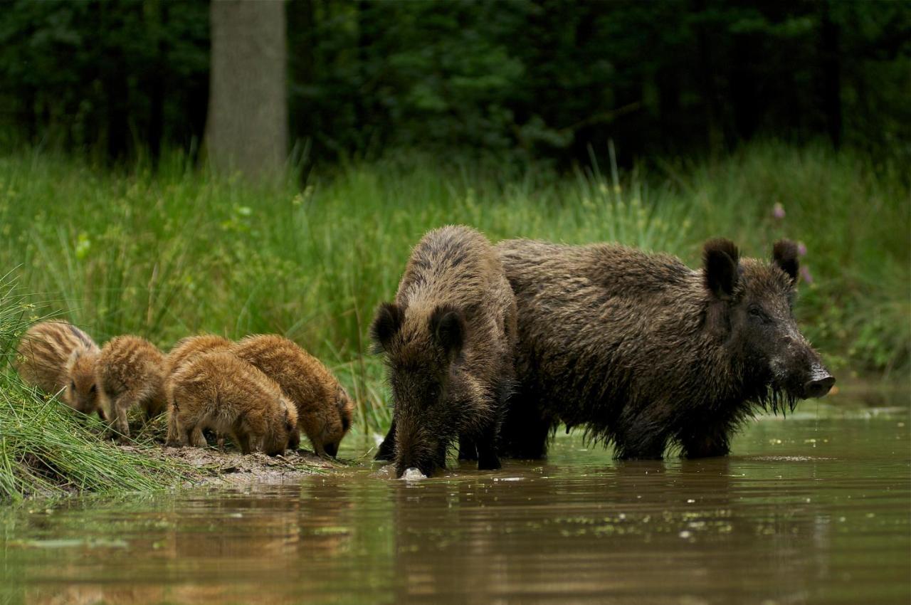 'T Witte Hoes Otterlo Bagian luar foto